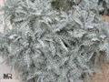 silver dust